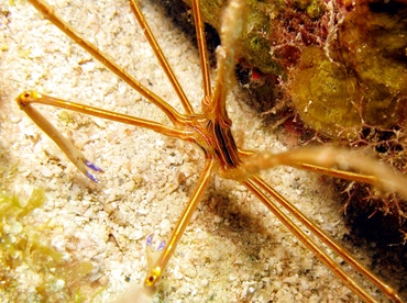 Yellowline Arrow Crab - Stenorhynchus seticornis - St Thomas, USVI