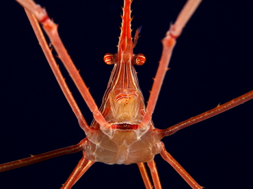 Yellowline Arrow Crab - Stenorhynchus seticornis - Eleuthera, Bahamas