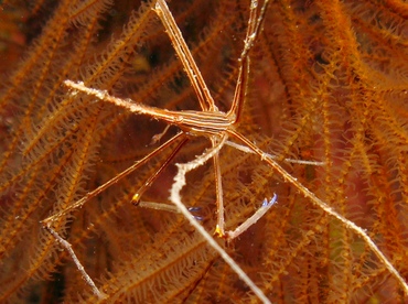 Yellowline Arrow Crab - Stenorhynchus seticornis - Grand Cayman