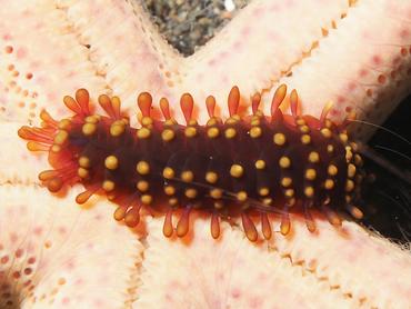 Sea Star Scale Worm - Asterophilia carlae - Bali, Indonesia