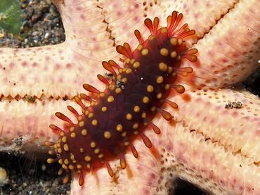 Sea Star Scale Worm - Asterophilia carlae - Bali, Indonesia