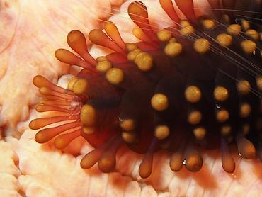 Sea Star Scale Worm - Asterophilia carlae - Bali, Indonesia