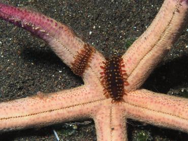 Sea Star Scale Worm - Asterophilia carlae - Bali, Indonesia