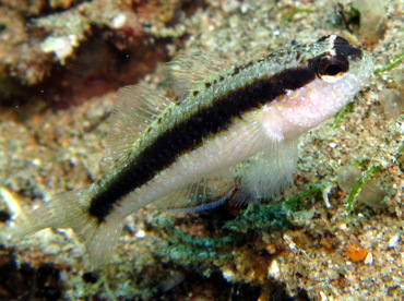 Striped Goby - Asterropteryx striata - Dumaguete, Philippines