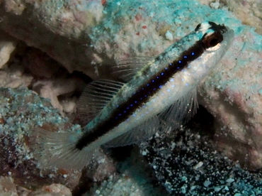 Striped Goby - Asterropteryx striata - Palau