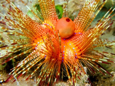 Radiant Sea Urchin - Astropyga radiata - Dumaguete, Philippines