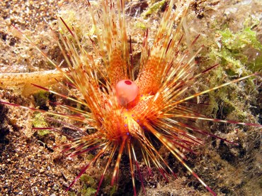 Radiant Sea Urchin - Astropyga radiata - Dumaguete, Philippines
