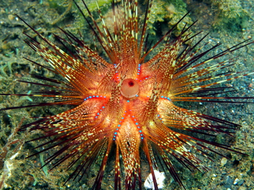 Radiant Sea Urchin - Astropyga radiata - Lembeh Strait, Indonesia