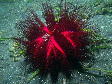 Radiant Sea Urchin - Astropyga radiata - Lembeh Strait, Indonesia