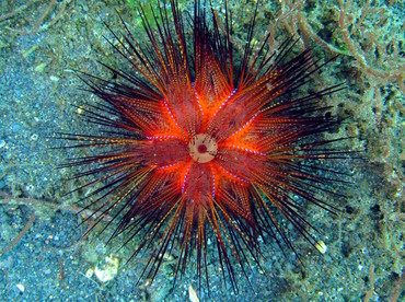 Radiant Sea Urchin - Astropyga radiata - Lembeh Strait, Indonesia