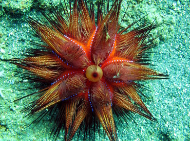 Radiant Sea Urchin - Astropyga radiata - Lembeh Strait, Indonesia