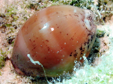 Atlantic Gray Cowry - Cypraea cinerea - Nassau, Bahamas