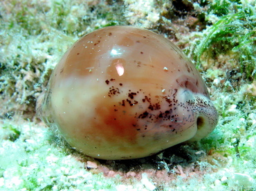 Atlantic Gray Cowry - Cypraea cinerea - Nassau, Bahamas