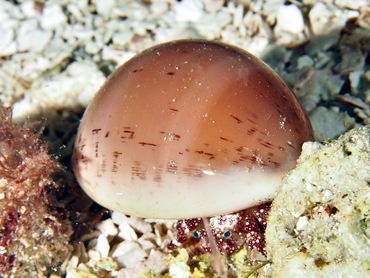 Atlantic Gray Cowry - Cypraea cinerea - Cozumel, Mexico