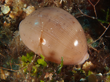 Atlantic Gray Cowry - Cypraea cinerea - Cozumel, Mexico