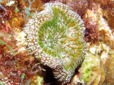 Atlantic Mushroom Coral - Scolymia lacera - Bonaire