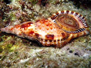 Atlantic Triton's Trumpet - Charonia variegata - Grand Cayman