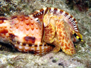 Atlantic Triton's Trumpet - Charonia variegata - Grand Cayman