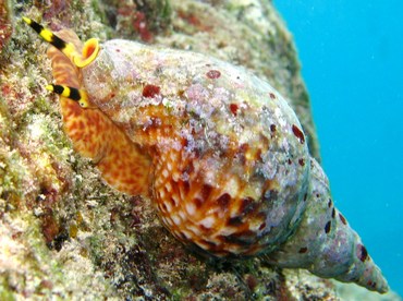 Atlantic Triton's Trumpet - Charonia variegata - Grand Cayman