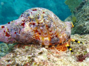 Atlantic Triton's Trumpet - Charonia variegata - Grand Cayman