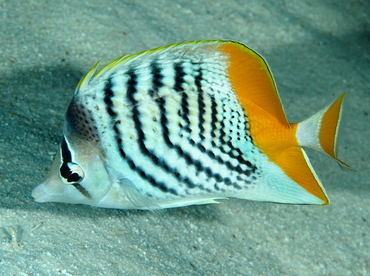 Atoll Butterflyfish - Chaetodon mertensii - Palau