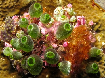 Atriolum robustum - Atriolum robustum - Palau