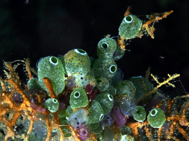 Atriolum robustum - Atriolum robustum - Anilao, Philippines