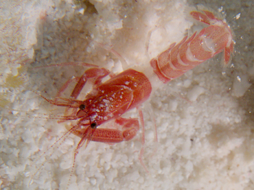 Serrated Lobster Shrimp - Axiopsis serratifrons - Bonaire