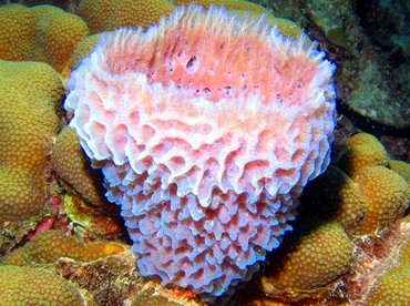 Azure Vase Sponge - Callyspongia plicifera - Bonaire