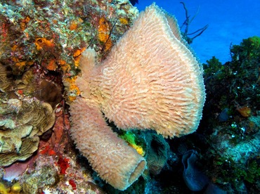 Azure Vase Sponge - Callyspongia plicifera - Cozumel, Mexico