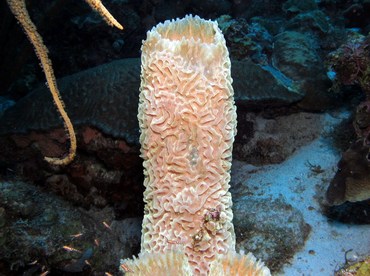 Azure Vase Sponge - Callyspongia plicifera - Bonaire