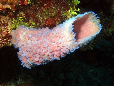 Azure Vase Sponge - Callyspongia plicifera - Belize