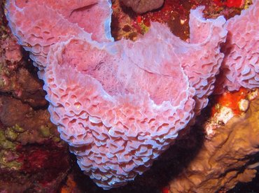 Azure Vase Sponge - Callyspongia plicifera - Aruba