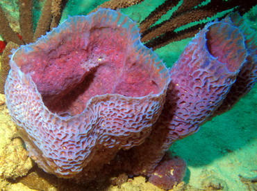 Azure Vase Sponge - Callyspongia plicifera - Aruba