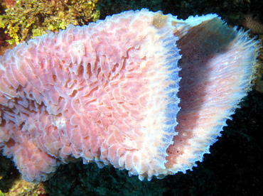 Azure Vase Sponge - Callyspongia plicifera - Belize