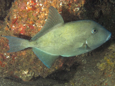 Finescale Triggerfish - Balistes polylepis - Cabo San Lucas, Mexico