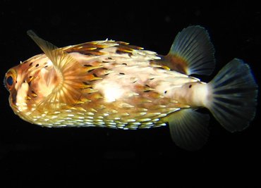 Balloonfish - Diodon holocanthus - Bonaire