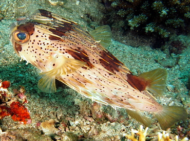 Balloonfish - Diodon holocanthus - Anilao, Philippines