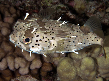 Balloonfish - Diodon holocanthus - Big Island, Hawaii