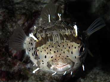 Balloonfish - Diodon holocanthus - Big Island, Hawaii