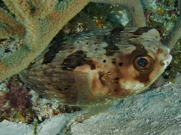 Balloonfish - Diodon holocanthus - Cozumel, Mexico