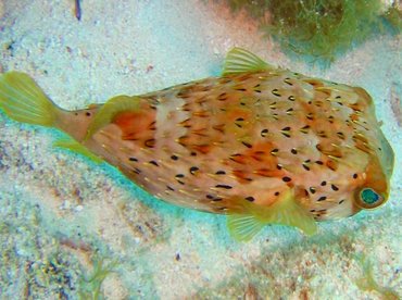 Balloonfish - Diodon holocanthus - Key Largo, Florida