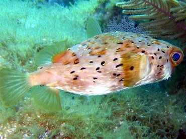 Balloonfish - Diodon holocanthus - Key Largo, Florida