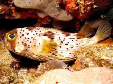 Balloonfish - Diodon holocanthus - St Thomas, USVI