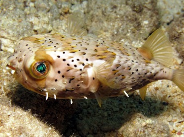 Balloonfish - Diodon holocanthus - Cozumel, Mexico