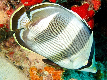 Banded Butterflyfish - Chaetodon striatus - Aruba