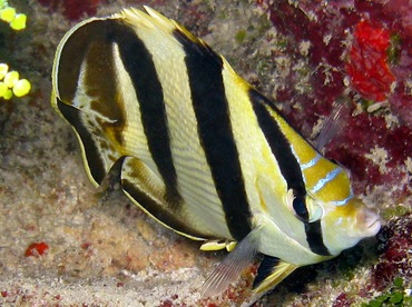 Banded Butterflyfish - Chaetodon striatus - Belize