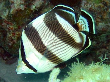 Banded Butterflyfish - Chaetodon striatus - Key Largo, Florida