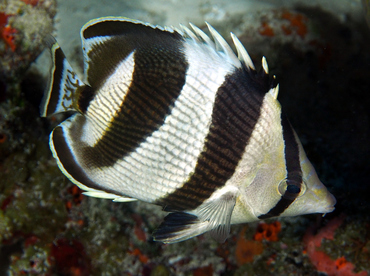 Banded Butterflyfish - Chaetodon striatus - Cozumel, Mexico