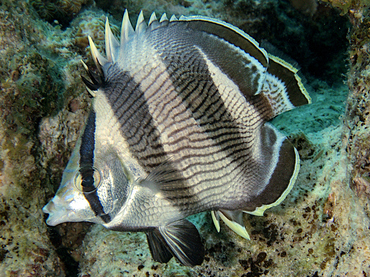 Banded Butterflyfish - Chaetodon striatus - Bonaire